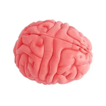 Human brain; artwork Illustrazione stock