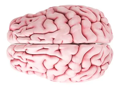 Human brain, artwork Stock Illustration