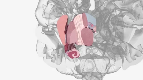 The human brain is basically symmetrical, split down the middle: the right 動画素材 271044286