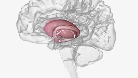 The human brain is basically symmetrical, split down the middle: the right 動画素材 271049466