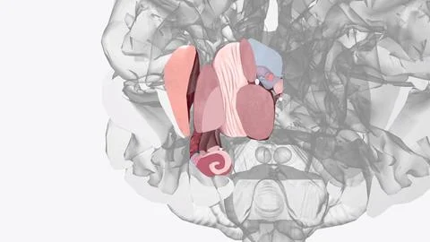 The human brain is basically symmetrical, split down the middle: the right .. Stock Illustration