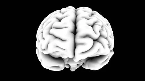 Human Brain - Black White - Front Illustrazione stock