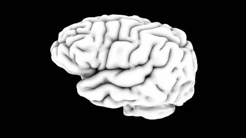 Human Brain - Black White - Side Illustrazione stock