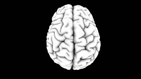 Human Brain - Black White - Top Illustrazione stock
