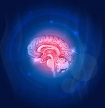 Human brain on a blue background Stock Illustration