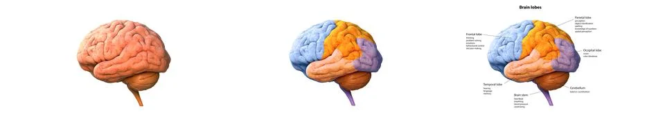 Human Brain, The Brain, section of the brain, Anatomy of brain, Anatomy, set, Stock Illustration