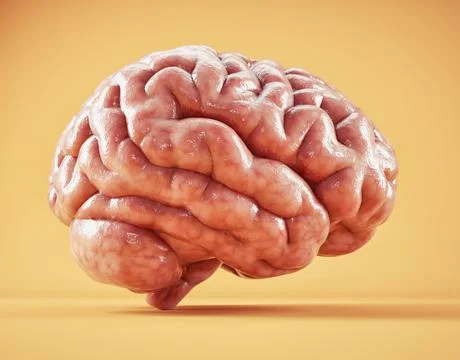 Human brain. Brainstorming and creative concept. Mental capacity, cognitive.. Illustrazione stock