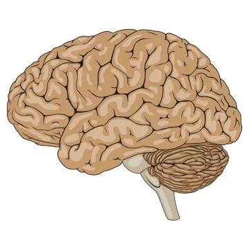 Human Brain Brown Stock Illustration