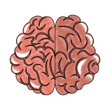 Human brain cartoon scribble Stock Illustration
