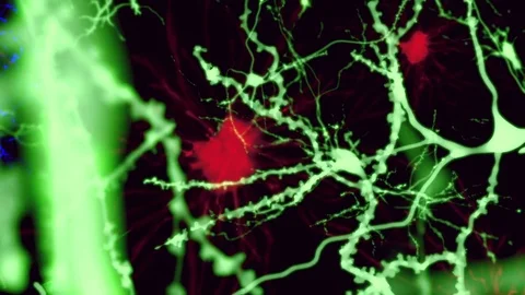 Human brain cells, animation Stock Footage 75604958