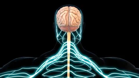 Human brain central nervous system anatomy for medical concept 3D rendering Stock Illustration