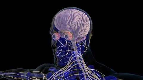 Human brain central nervous system anatomy for medical concept 3D rendering Stock Illustration
