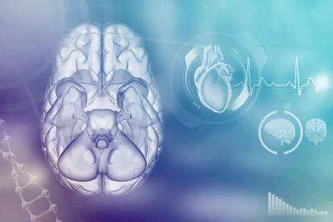 Human brain, cerebrum analysis concept - highly detailed hi Stock Illustration