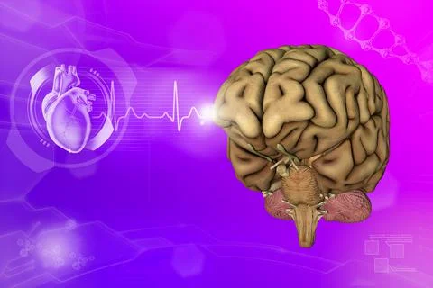 Human brain, cerebrum development concept - modern background Stock Illustration