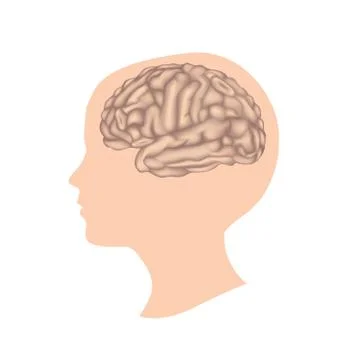 Human brain. Child head anatomy Stock Illustration