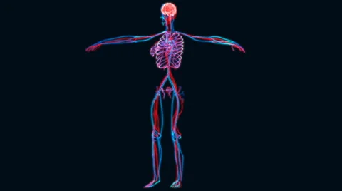 Human Brain with Circulatory System Anatomy Stock Footage 65764013