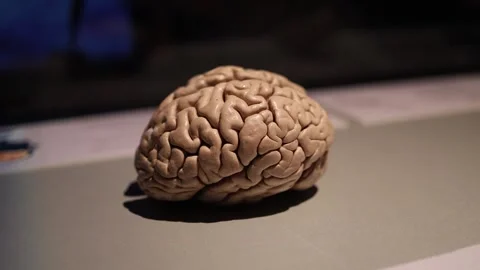 Human brain close up anatomy concept Stock Footage 330679810