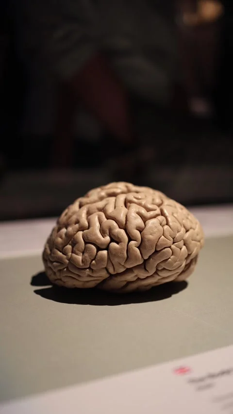 Human brain close up neuroscience concept Stock Footage 331233117
