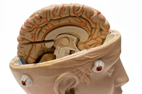 Human Brain Close View Isolated on a White Background Photos