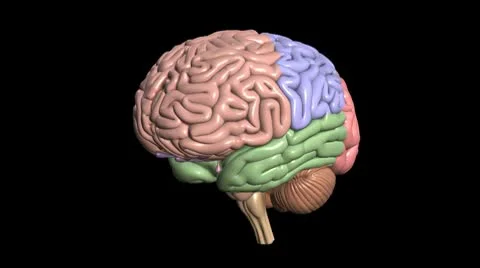 Human Brain with Color Lobes, 360 Degree Rotation Stock Footage