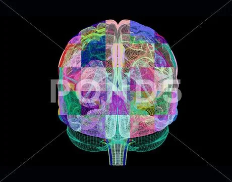 Human brain, computer artwork Stock Illustration