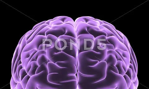 Human brain, computer artwork Stock Illustration