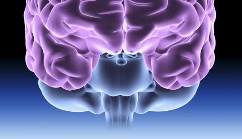 Human brain, computer artwork 스톡 일러스트