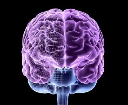Human brain, computer artwork Stock Illustration