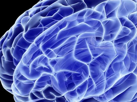 Human brain, computer artwork Stock Illustration