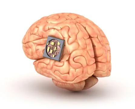 Human brain with computer chip Stock Illustration