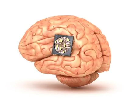 Human brain with computer chip Stock Illustration