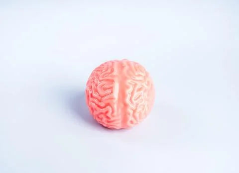 Human brain concept representing cognitive longevity, memory health, health.. Stock Photos