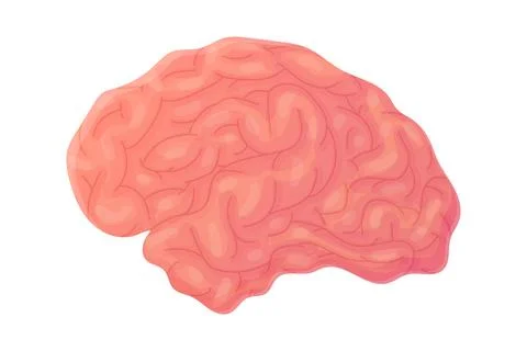 Human brain. Concept of wisdom, clever, smart. Internal organ, anatomy. 库存插图