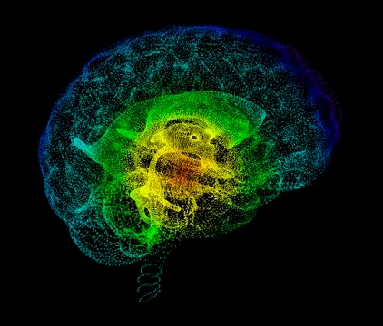 Human brain, conceptual artwork Stock Illustration
