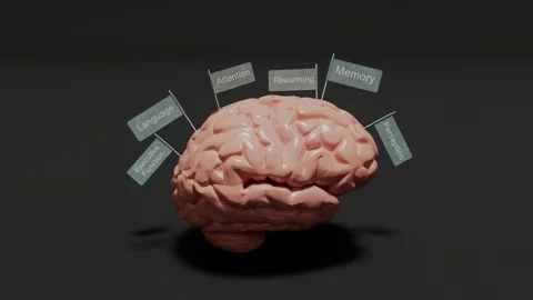 The Human Brain, Core Functions Stock Footage 308635441