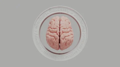 The Human Brain, Core Functions Stock Footage 308635451