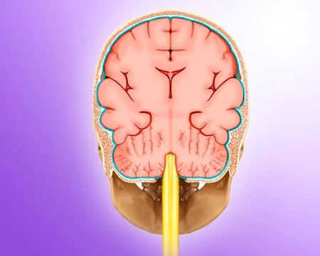Human brain coronal section, illustration Stockillustratie