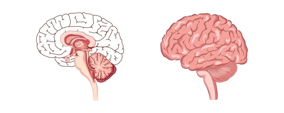 Human Brain Cross-Section and Lateral View Illustration イラスト素材