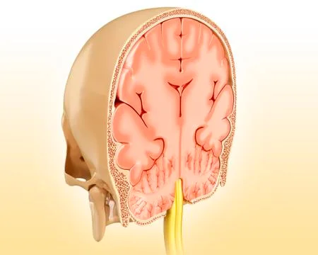 Human brain cross-section, illustration Illustrazione stock