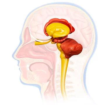 Human brain cross-section, illustration Stock Illustration