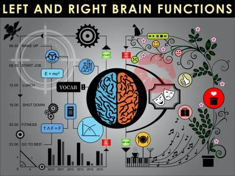 Human brain divided into Left and right brain for different functions. 스톡 일러스트
