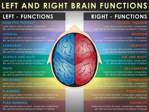 Human brain divided into Left and right brain for different functions. Stock Illustration
