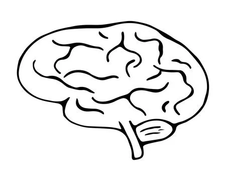 Human Brain Doodle Illustration Thinking Mind Intelligence Concept Hand Drawn Stock Illustration