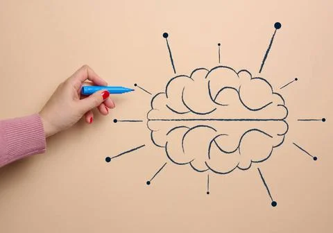 Human brain drawn with marker, concept of learning artificial intelligence... Stock Photos