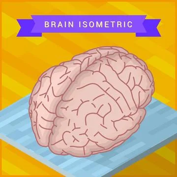 Human brain flat isometric icon isometric view of human brain flat vector ... Stock Photos