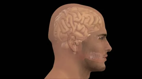 Human brain Stock-Footage 12204182