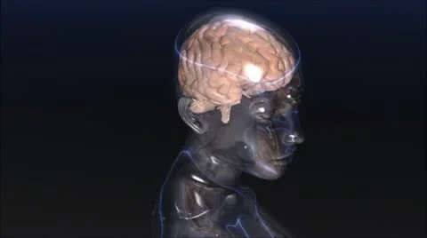 Human brain Stock-Footage 12327089