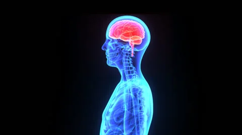 Human Brain Video stock 44796211
