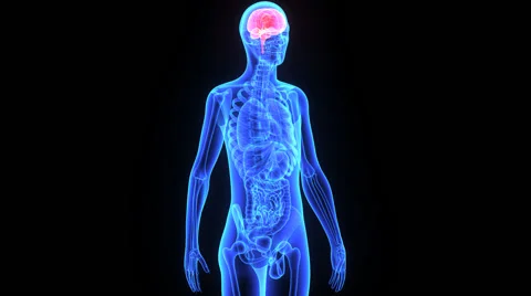 Human Brain Video stock 44796222