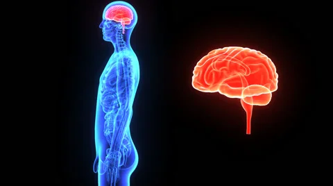 Human Brain Video stock 44797308